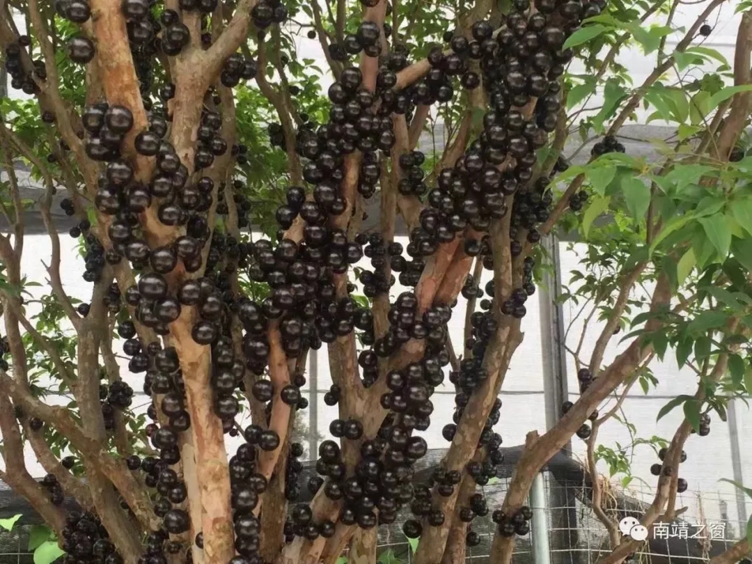  “葡萄”也上树？绝对挑逗你的味蕾